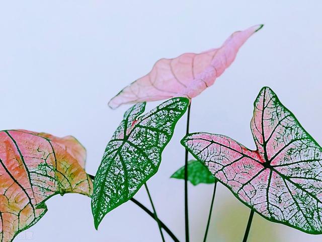 适合水培又好养的植物（这些植物都可水培）(30)