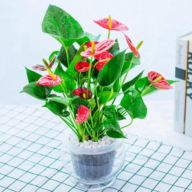 适合水培又好养的植物（这些植物都可水培）(35)