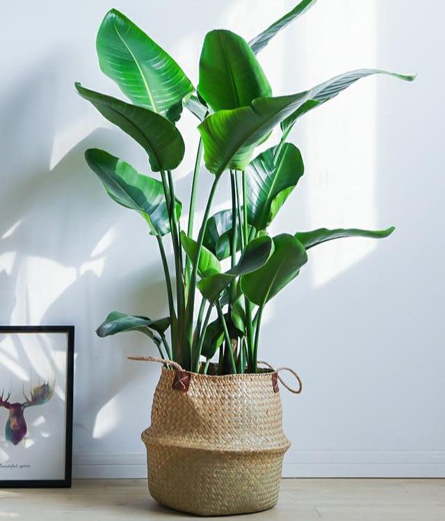 适合水培又好养的植物（这些植物都可水培）(21)