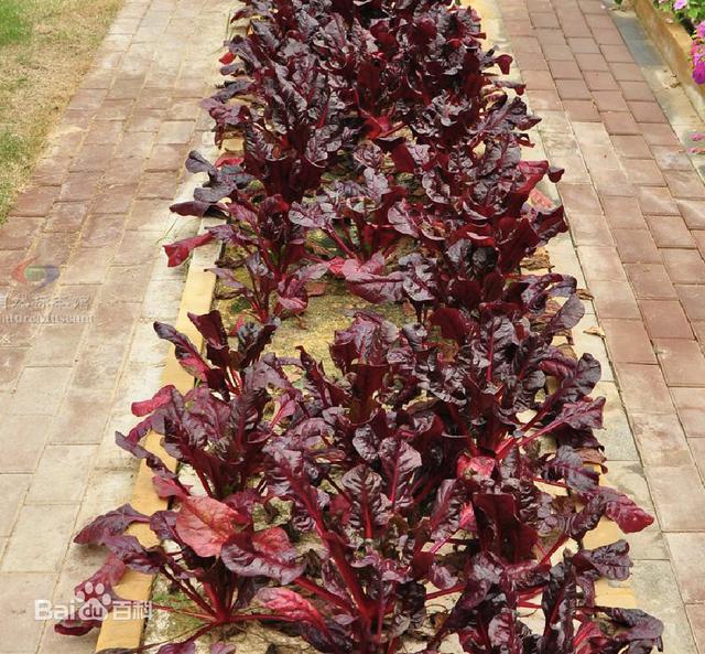 常见的宿根花卉10种名称（常见宿根花卉）(81)