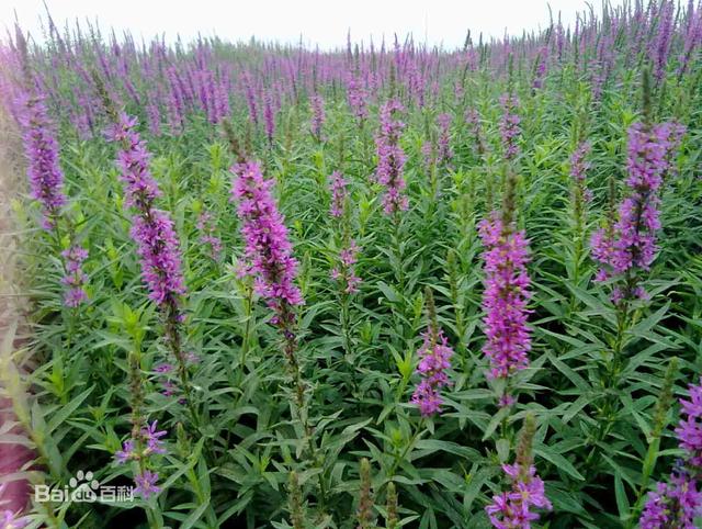 常见的宿根花卉10种名称（常见宿根花卉）(66)