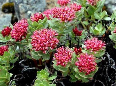 常见的宿根花卉10种名称（常见宿根花卉）(52)