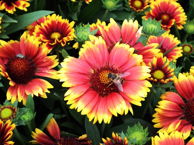 常见的宿根花卉10种名称（常见宿根花卉）(12)