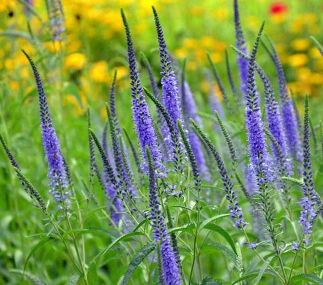 常见的宿根花卉10种名称（常见宿根花卉）(20)