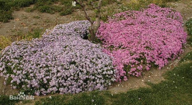 常见的宿根花卉10种名称（常见宿根花卉）(65)