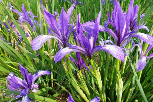 常见的宿根花卉10种名称（常见宿根花卉）(16)