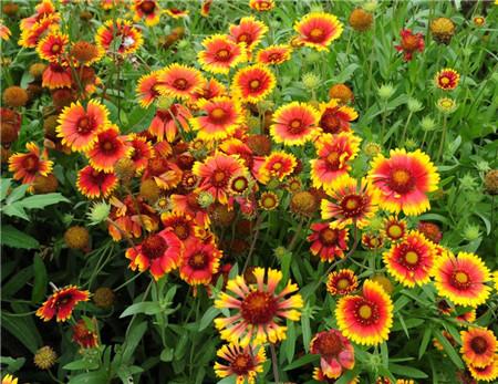 常见的宿根花卉10种名称（常见宿根花卉）(9)