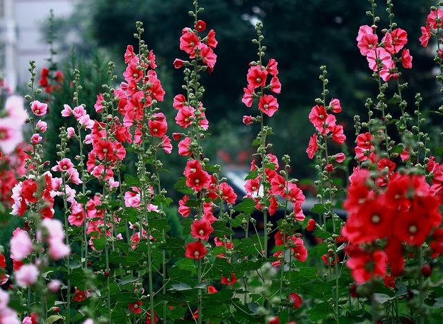 常见的宿根花卉10种名称（常见宿根花卉）(34)