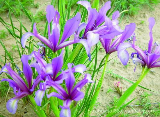 常见的宿根花卉10种名称（常见宿根花卉）(15)