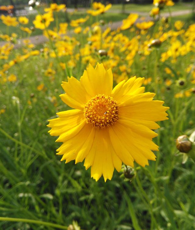 常见的宿根花卉10种名称（常见宿根花卉）(3)