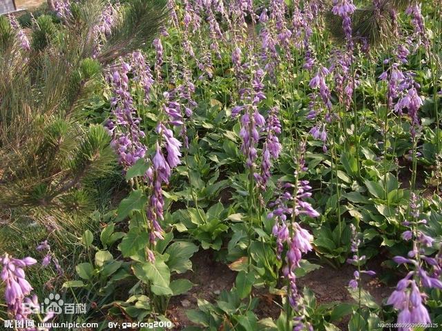常见的宿根花卉10种名称（常见宿根花卉）(74)