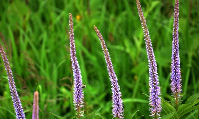 常见的宿根花卉10种名称（常见宿根花卉）(19)