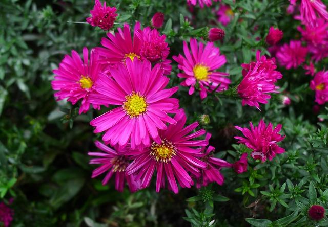 常见的宿根花卉10种名称（常见宿根花卉）(73)