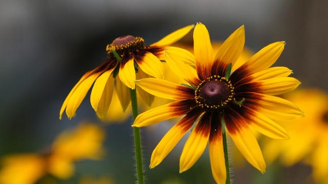 常见的宿根花卉10种名称（常见宿根花卉）(8)