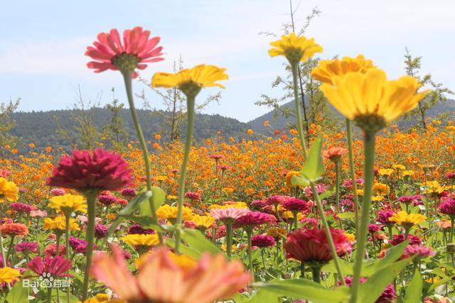 常见的宿根花卉10种名称（常见宿根花卉）(62)