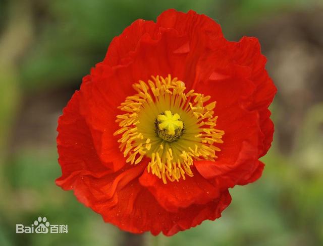 常见的宿根花卉10种名称（常见宿根花卉）(82)