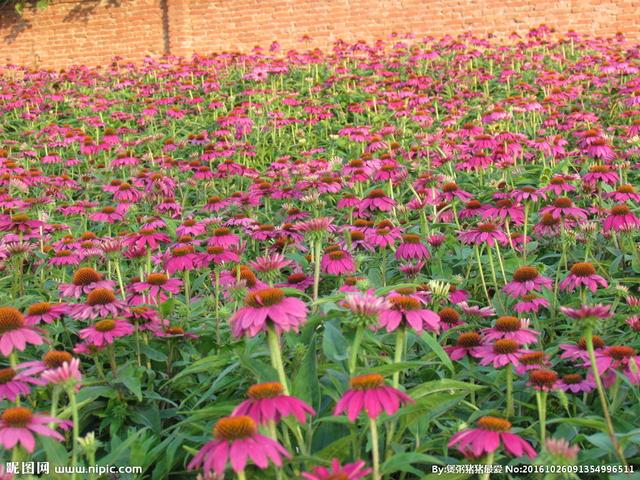 常见的宿根花卉10种名称（常见宿根花卉）(39)