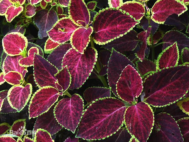 常见的宿根花卉10种名称（常见宿根花卉）(80)