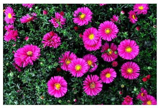 常见的宿根花卉10种名称（常见宿根花卉）(71)