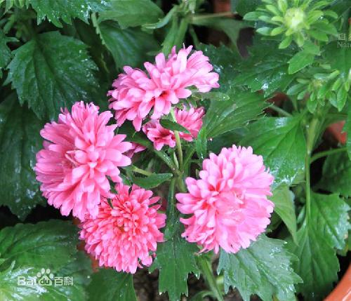 常见的宿根花卉10种名称（常见宿根花卉）(85)