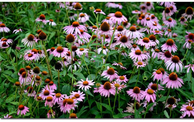 常见的宿根花卉10种名称（常见宿根花卉）(38)