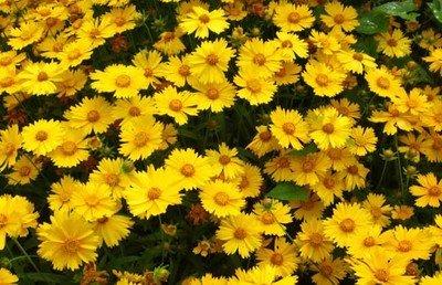 常见的宿根花卉10种名称（常见宿根花卉）(4)