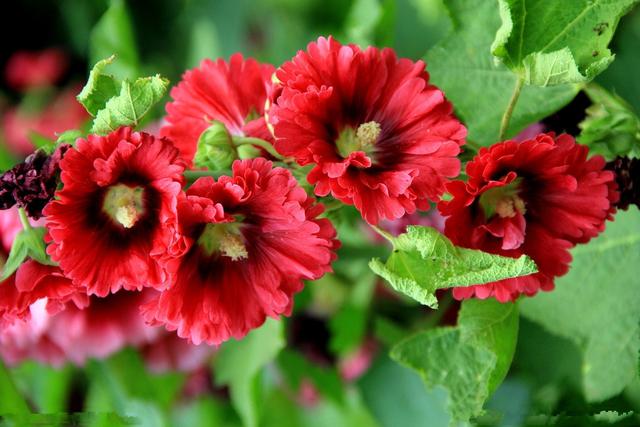 常见的宿根花卉10种名称（常见宿根花卉）(33)