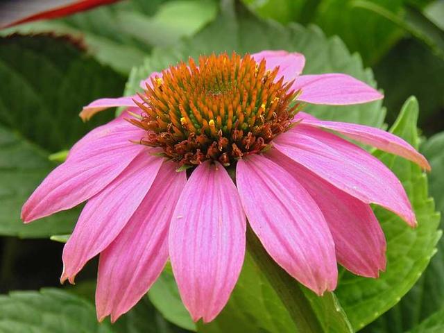 常见的宿根花卉10种名称（常见宿根花卉）(37)