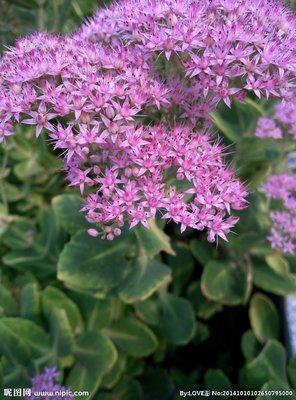 常见的宿根花卉10种名称（常见宿根花卉）(59)