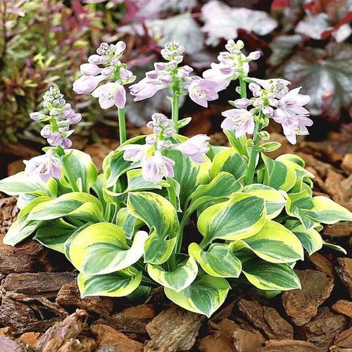 常见的宿根花卉10种名称（常见宿根花卉）(77)