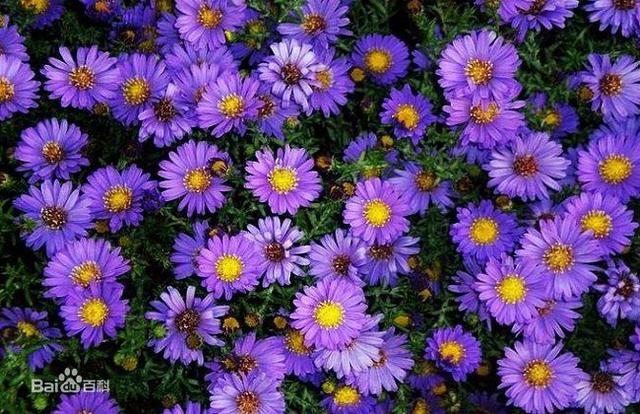 常见的宿根花卉10种名称（常见宿根花卉）(70)