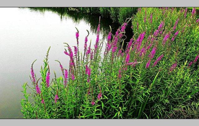 常见的宿根花卉10种名称（常见宿根花卉）(68)