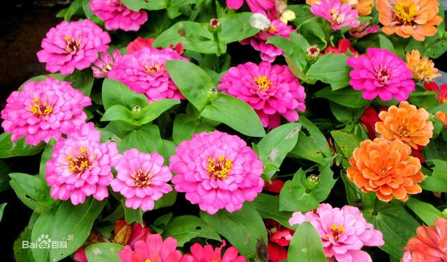 常见的宿根花卉10种名称（常见宿根花卉）(61)