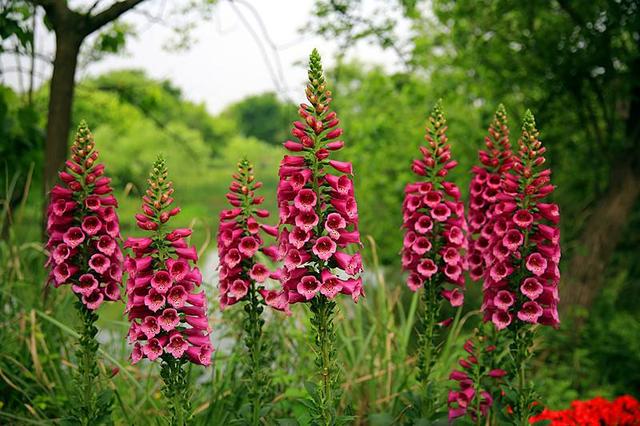 常见的宿根花卉10种名称（常见宿根花卉）(45)