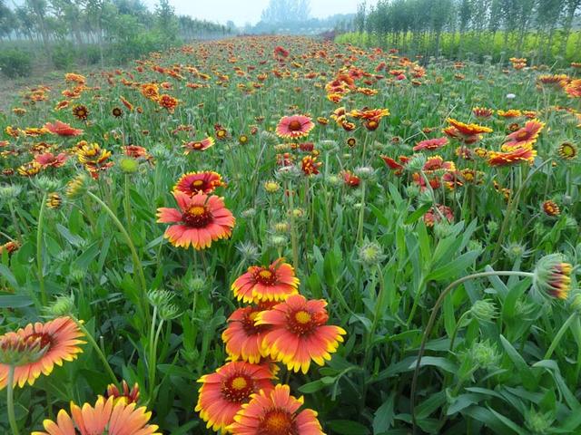 常见的宿根花卉10种名称（常见宿根花卉）(10)