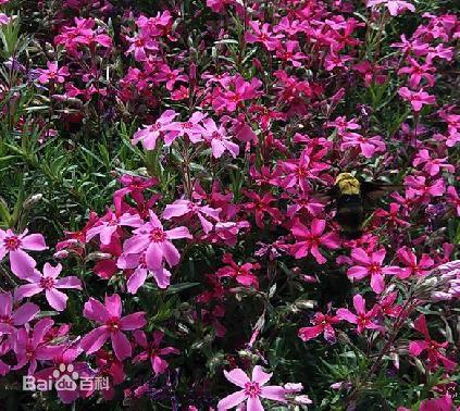 常见的宿根花卉10种名称（常见宿根花卉）(64)