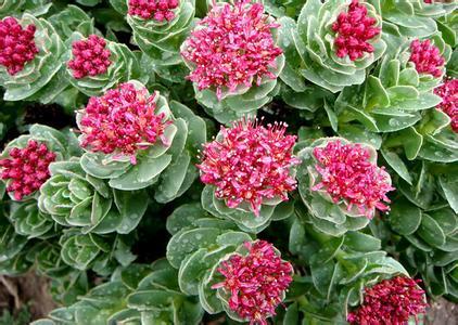 常见的宿根花卉10种名称（常见宿根花卉）(53)