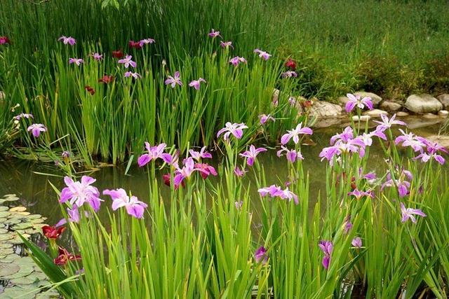 常见的宿根花卉10种名称（常见宿根花卉）(47)