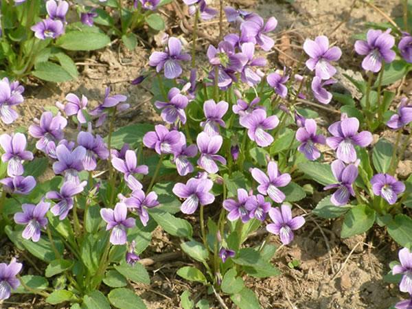 常见的宿根花卉10种名称（常见宿根花卉）(35)