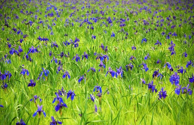 常见的宿根花卉10种名称（常见宿根花卉）(14)