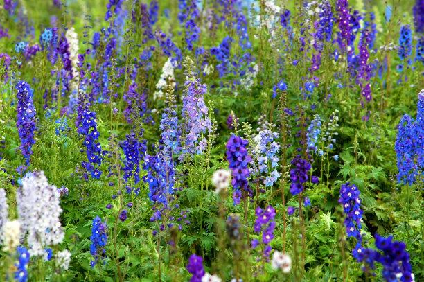 常见的宿根花卉10种名称（常见宿根花卉）(27)