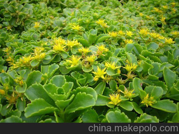 常见的宿根花卉10种名称（常见宿根花卉）(58)