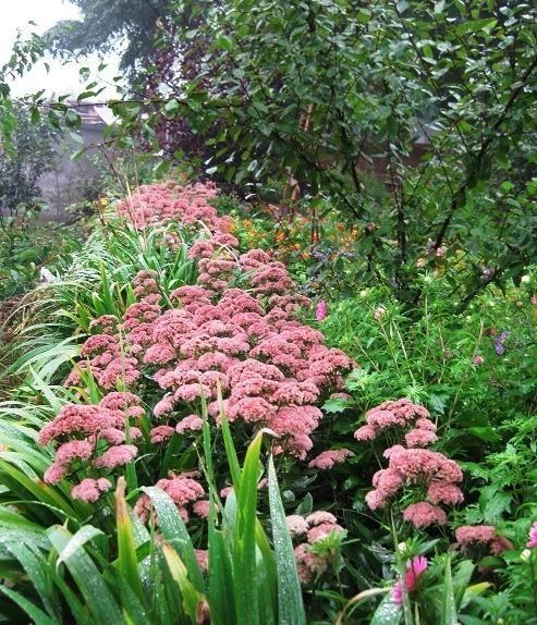 常见的宿根花卉10种名称（常见宿根花卉）(51)