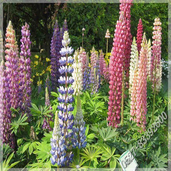 常见的宿根花卉10种名称（常见宿根花卉）(26)