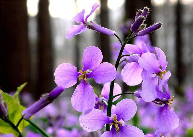 常见的宿根花卉10种名称（常见宿根花卉）(41)