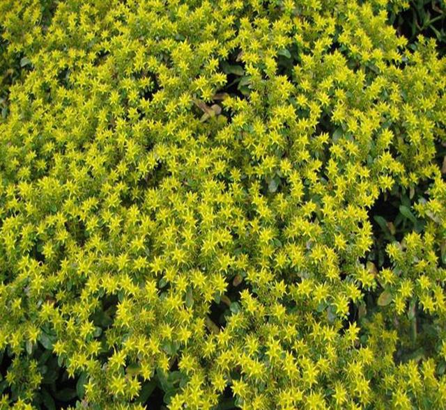 常见的宿根花卉10种名称（常见宿根花卉）(57)