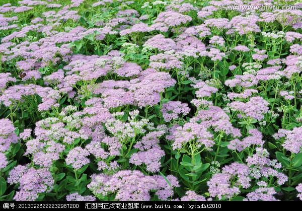 常见的宿根花卉10种名称（常见宿根花卉）(60)