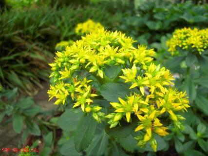 常见的宿根花卉10种名称（常见宿根花卉）(56)