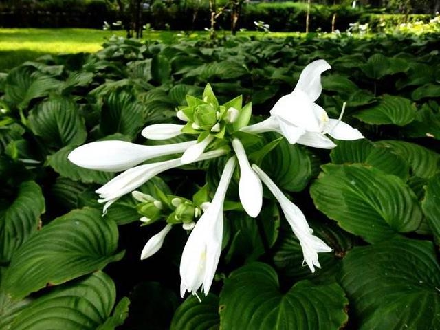 常见的宿根花卉10种名称（常见宿根花卉）(75)