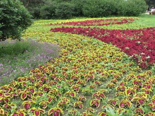 常见的宿根花卉10种名称（常见宿根花卉）(79)